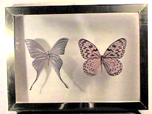 ButterflyPair.jpg