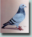 Pigeon Painting by Larry Holbrook