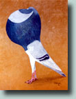 Norwich Cropper--Pigeon Painting by Larry Holbrook